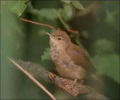 Quel est cet oiseau ?
