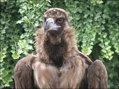 Quel est cet oiseau ?