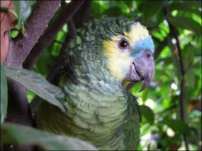 Quel est cet oiseau ?