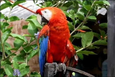 Quel est cet oiseau ?