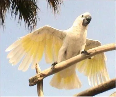 Quel est cet oiseau ?