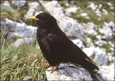 Quel est cet oiseau ?