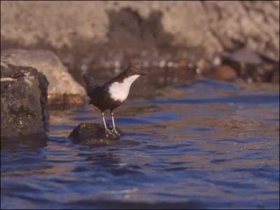 Quel est cet oiseau ?