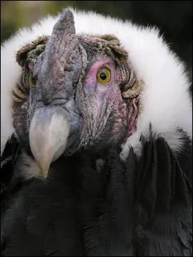 Quel est cet oiseau ?