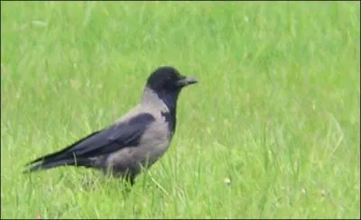 Quel est cet oiseau ?