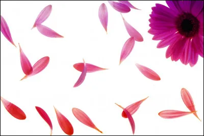 Complète : __ pétale.