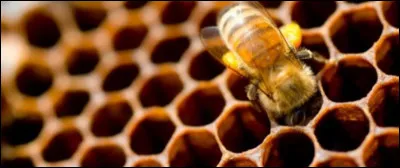 Complète : __ alvéole.