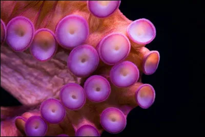 Complète : __ tentacule.