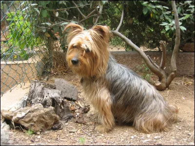 Yo comme yorkshire : quel chien ressemble comme deux gouttes d'eau au gros yorkshire terrier ?