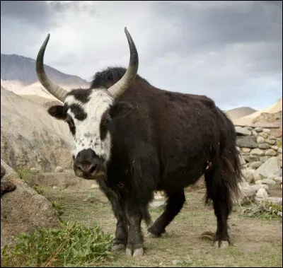 Ya comme yack : quel est le nom de l'hybride du yack et du zébu ?