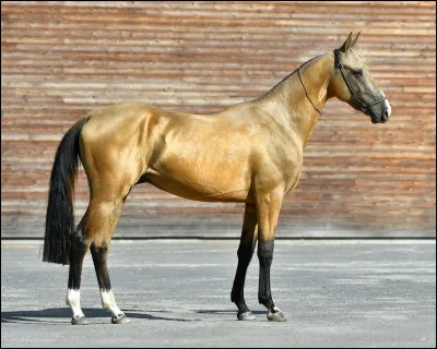 Quel animal as-tu chez toi ?