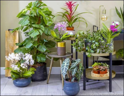 Quelles sont tes plantes préférées ?