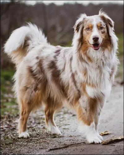 Quelle est cette race de chien ?