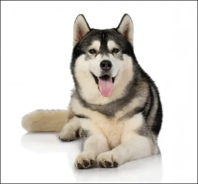 Quelle est la race de ce chien ?