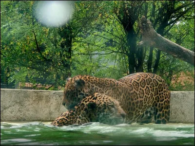 Usain Bolt ! Tu peux venir pour ta course contre ce ... !