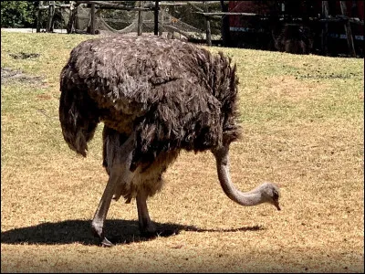 Cet animal n'est pas très élégant, mais si vous le lui dites, et bien, il peut vous rattraper en 10 secondes chrono, quel est son nom ?
