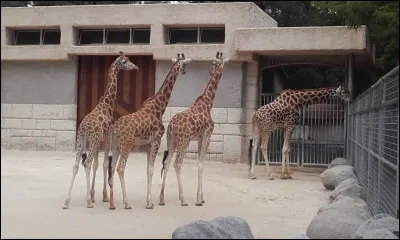 Que sont ces animaux, tellement connus dans les zoos !