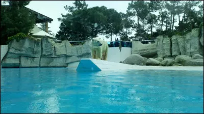 Quel est cet animal imposant et magnifique ?