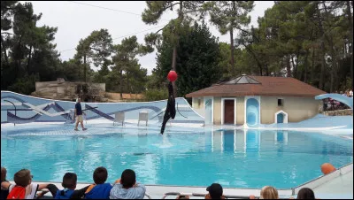 Même moi, je ne pourrais pas sauter aussi que cet animal :