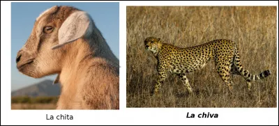 Est-ce vrai ou faux ?