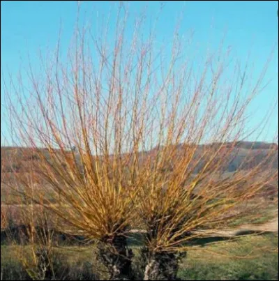 Quel est le nom français et le nom latin ?