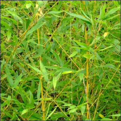 Quel est le nom français et le nom latin ?