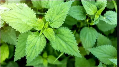 Quel est le nom français et le nom latin ?