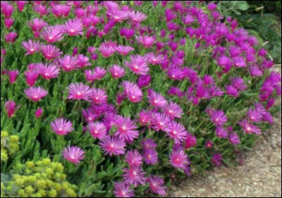 Quel est le nom français et le nom latin ?