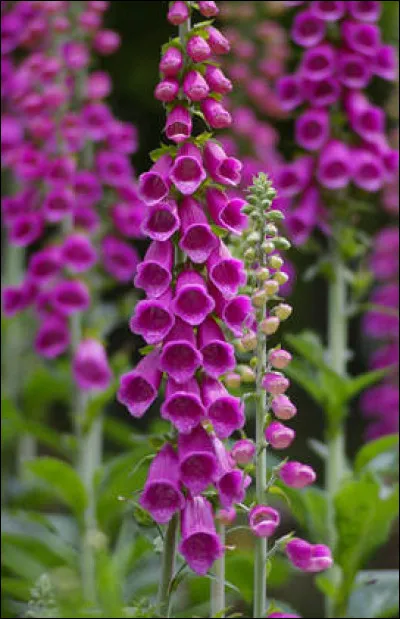 Quel est le nom français et le nom latin ?