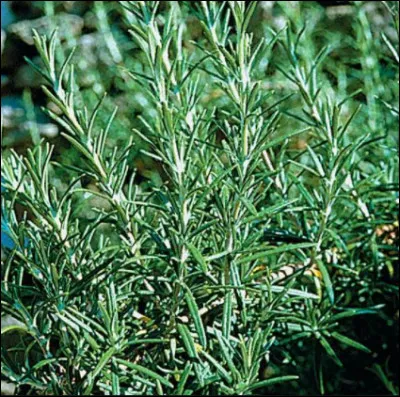 Quel est le nom français et le nom latin ?