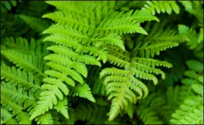 Quel est le nom français et le nom latin ? ? ?