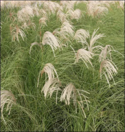 Quel est le nom français et le nom latin ?