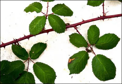 Quel est le nom français et le nom latin ?