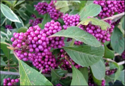 Quel est le nom français et le nom latin ?