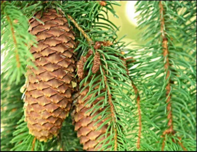 Quel est le nom français et le nom latin ?