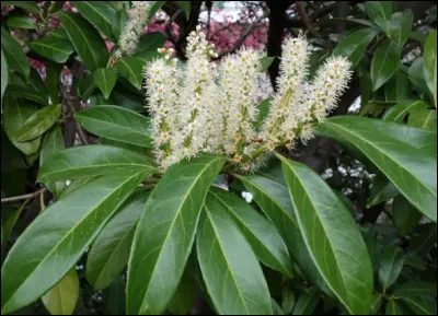 Quel est le nom français et le nom latin ?