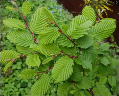 Quel est le nom français et le nom latin ?