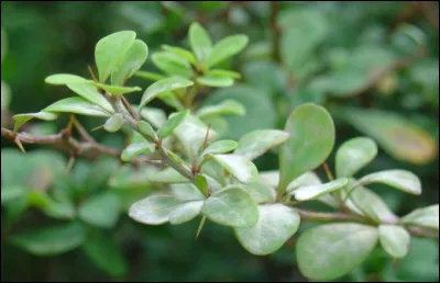 Quel est le nom français et le nom latin ?