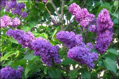 Quel est le nom français et le nom latin ?