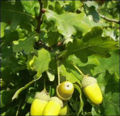 Quel est le nom français et le nom latin ?