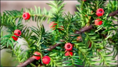Quel est le nom français et le nom latin ?