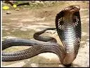 Sur les 2500 espces de serpent dans le monde, le venin du cobra peut tuer un homme en un quart d'heure et un lphant en 3 heures.