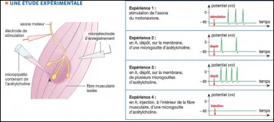 Quelle action transforme le codage en fréquence en codage chimique ?