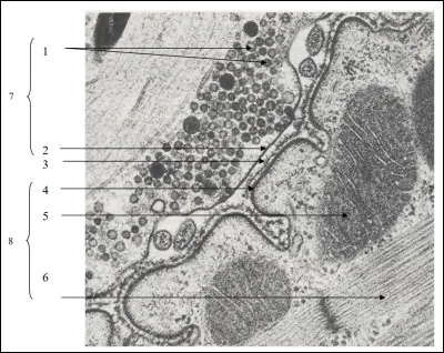 Quelles sont les légendes 4, 5, 6 et 8 ?