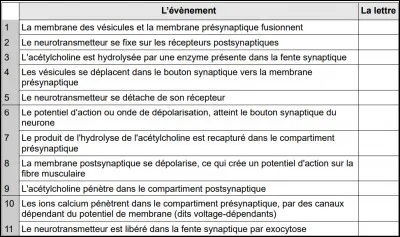 Dans quel tableau la chronologie correspond-elle au fonctionnement d'une synapse neuromusculaire ?