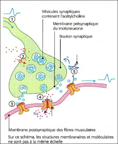 À quoi correspond le n° 1 ?