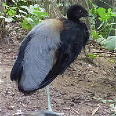 Animaux : quel oiseau vivant dans les forêts d'Amérique du Sud surnomme-t-on oiseau trompette à cause de son cri strident ?