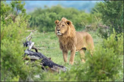 Que protègeraient les lions ?