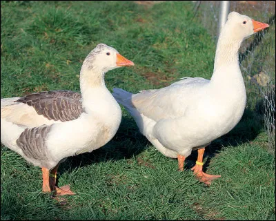 Comment sera un mariage si une oie l'accompagne ?