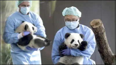 Lequel de ces faits est exact sur le panda en Chine ?